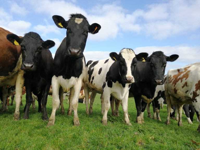 Try the organic milk vending machine at Llangollen Caravan and Camping